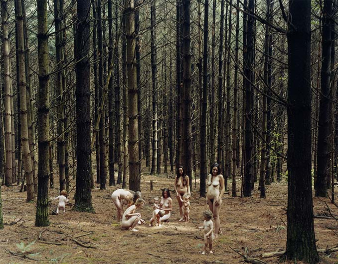 pine forest.jpg